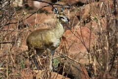 Oreotragus oreotragus transvaalensis
