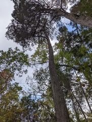 Chamaecyparis thyoides