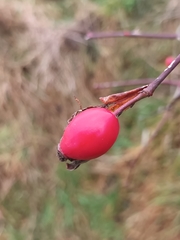 Rosa canina