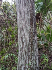 Chamaecyparis thyoides