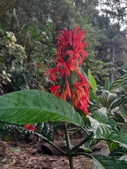 Justicia carnea
