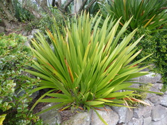 Xeronema callistemon