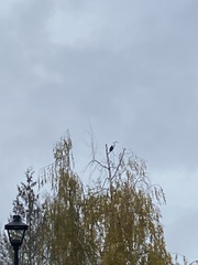 Corvus brachyrhynchos