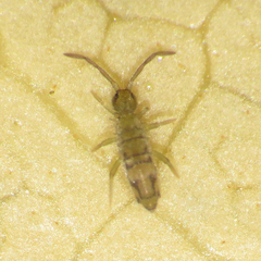 Entomobrya nivalis
