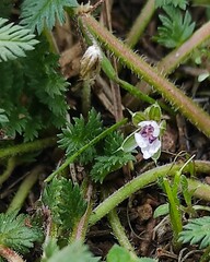 Erodium glandulosum