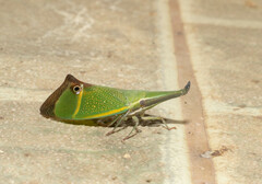 Odontoptera carrenoi