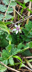 Erodium glandulosum