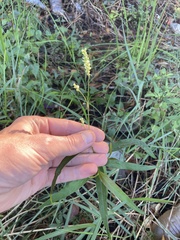 Persicaria hydropiperoides