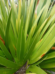 Xeronema callistemon