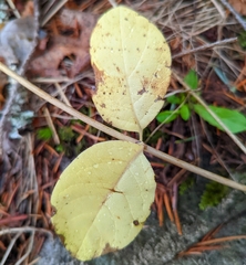 Symphoricarpos mollis