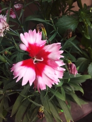 Dianthus caryophyllus