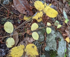Symphoricarpos mollis