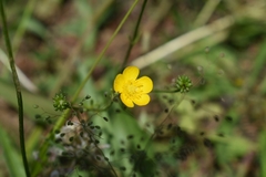 Ranunculaceae