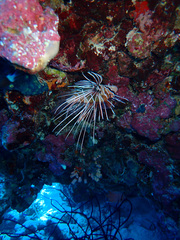 Pterois cincta