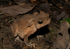 Rhinella roqueana