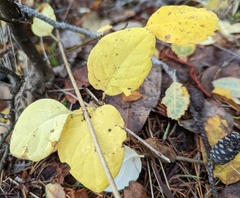 Symphoricarpos mollis