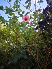 Allamanda blanchetii