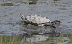 Malaclemys terrapin terrapin