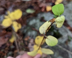 Symphoricarpos mollis
