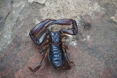 Heterometrus thorellii