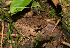 Oreobates quixensis