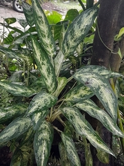Aglaonema commutatum