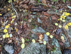 Symphoricarpos mollis