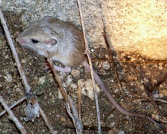 Chaetodipus penicillatus