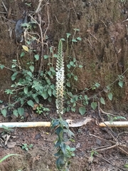 Digitalis lanata