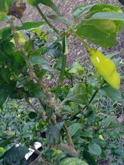 Capsicum chinense