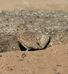 Athene cunicularia hypugaea