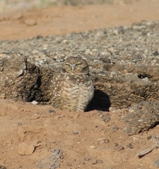 Athene cunicularia hypugaea