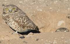 Athene cunicularia hypugaea