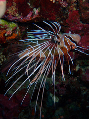 Pterois cincta