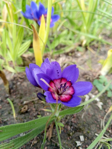 Babiana rubrocyanea