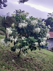 Mussaenda philippica