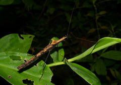 Pseudophasma bispinosum