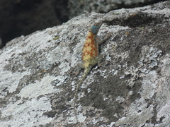 Agama kirkii
