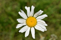 Leucanthemum vulgare