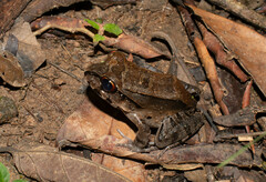 Leptodactylus pentadactylus