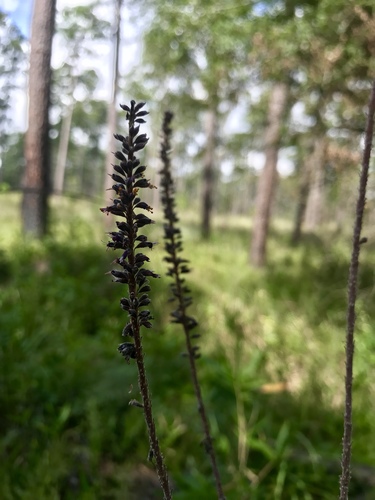 Panicled false indigo (Amorpha paniculata)