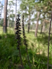 Amorpha paniculata