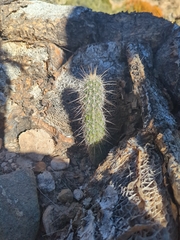 Cactoideae