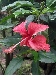 Hibiscus rosa-sinensis