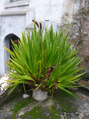 Xeronema callistemon
