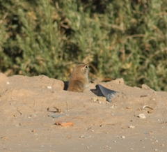 Xerospermophilus tereticaudus