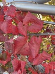 Vitis californica