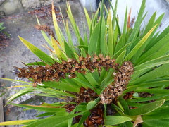 Xeronema callistemon