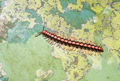 Helicorthomorpha holstii