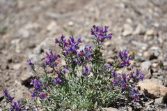 Linaria alpina